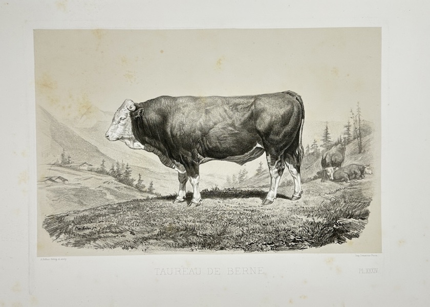 Émile Théophile Blanchard (1819–1900) – Taureau de Berne – Lithograph – Mid-19th Century