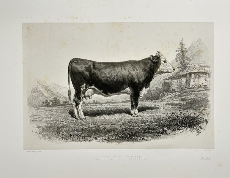 Émile Théophile Blanchard (1819–1900) – Vache de Berne – Lithograph – Mid-19th Century