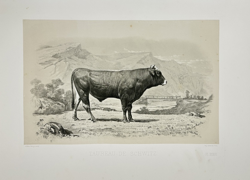 Émile Théophile Blanchard (1819–1900) – Taureau de Schwitz – Lithograph – Mid-19th Century