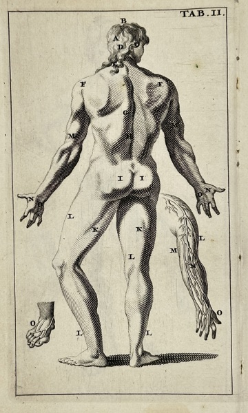 Stephanus Blankaart (1650–1704) – Tab. II (Anatomical Figure, Posterior View) – Copperplate Engraving – Late 17th Century