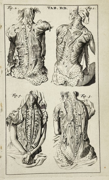 Stephanus Blankaart (1650–1704) – Tab. DD (Back Musculature Dissections) – Copperplate Engraving – Late 17th Century