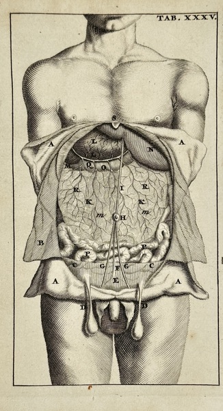 Stephanus Blankaart (1650–1704) – Tab. XXXV (Abdominal Cavity Dissection) – Copperplate Engraving – Late 17th Century