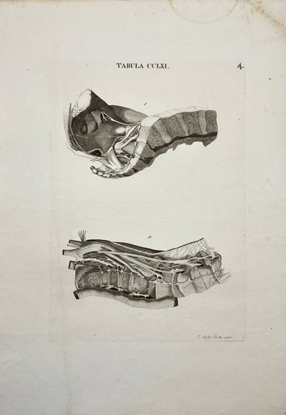 Antonio Caldani – Anatomy of the Pelvis – Engraving (1813)