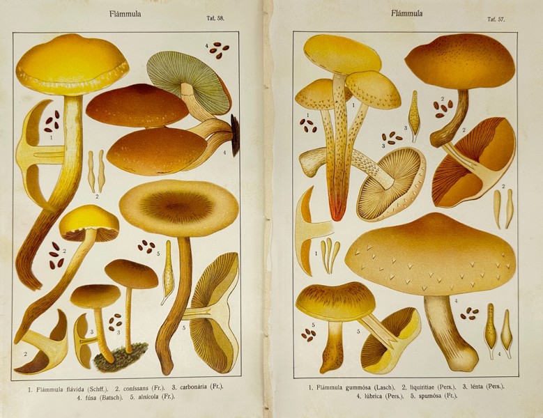 Abalberd Ricken  – Set of 2 Plates of Flammula Mushrooms - 1915