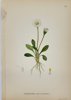 Carl Lindman (1856-1928) - Set of 15 Old Botanical Prints - Leontodon autumnalis