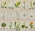 Carl Lindman (1856-1928) - Set of 15 Old Botanical Prints - Leontodon autumnalis