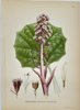 Carl Lindman (1856-1928) - Set of 15 Old Botanical Prints - Leontodon autumnalis