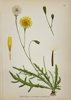 Carl Lindman (1856-1928) - Set of 15 Old Botanical Prints - Leontodon autumnalis