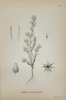 Carl Lindman (1856-1928) - Set of 15 Old Botanical Prints - Leontodon autumnalis