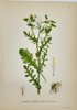Carl Lindman (1856-1928) - Set of 15 Old Botanical Prints - Leontodon autumnalis