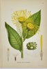 Carl Lindman (1856-1928) - Set of 15 Old Botanical Prints - Leontodon autumnalis