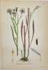 Carl Lindman (1856-1928) - Set of 15 Old Botanical Prints - Leontodon autumnalis