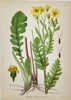 Carl Lindman (1856-1928) - Set of 15 Old Botanical Prints - Leontodon autumnalis