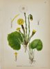 Carl Lindman (1856-1928) - Set of 15 Old Botanical Prints - Leontodon autumnalis