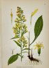 Carl Lindman (1856-1928) - Set of 15 Old Botanical Prints - Leontodon autumnalis