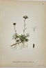 Carl Lindman (1856-1928) - Set of 15 Old Botanical Prints - Leontodon autumnalis