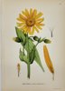 Carl Lindman (1856-1928) - Set of 15 Old Botanical Prints - Leontodon autumnalis