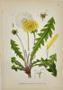 Carl Lindman (1856-1928) - Set of 15 Old Botanical Prints - Leontodon autumnalis