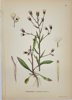 Carl Lindman (1856-1928) - Set of 15 Old Botanical Prints - Leontodon autumnalis
