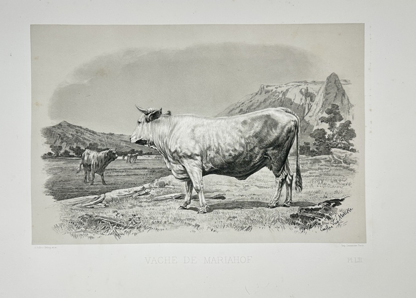 Emile Baudement (1821–1862) – Mariahof Cow – Plate LIII from Les races bovines au concours universel agricole de Paris – Heliogravure – 1861