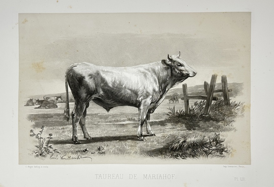 Emile Baudement (1821–1862) – Mariahof Bull – Plate LII from Les races bovines au concours universel agricole de Paris