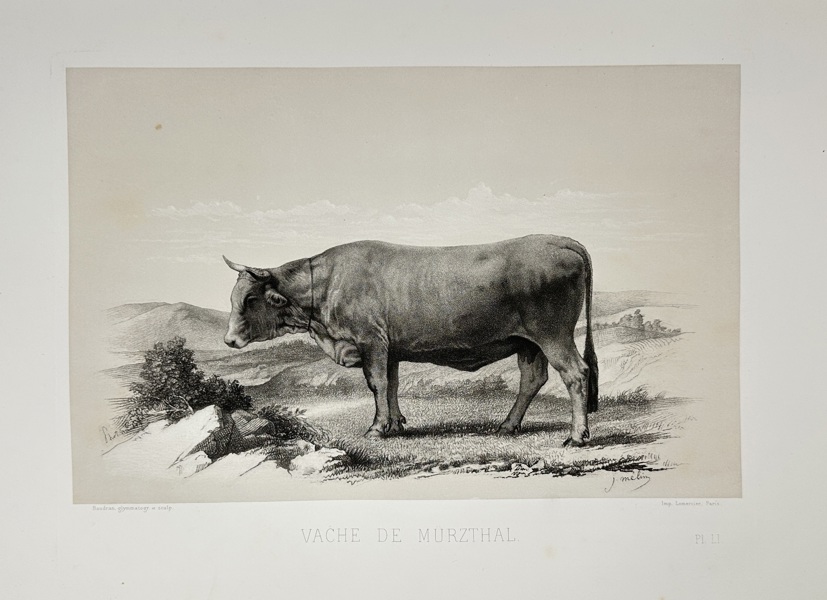 Emile Baudement (1821–1862) – Mürztal Cow – Plate LI from Les races bovines au concours universel agricole de Paris – Heliogravure – 1861