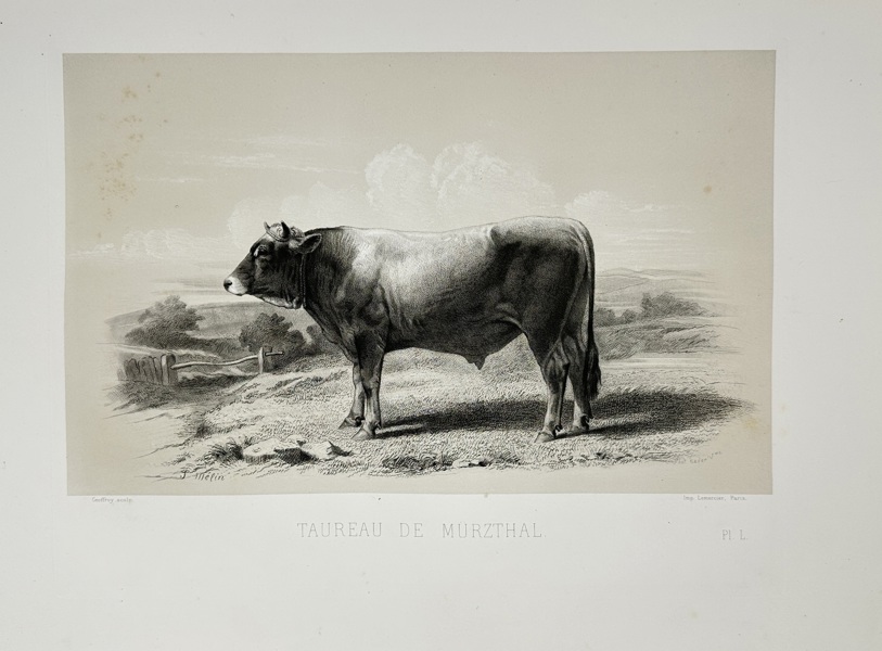 Emile Baudement (1821–1862) – Mürztal Bull – Plate L from Les races bovines au concours universel agricole de Paris – Heliogravure – 1861