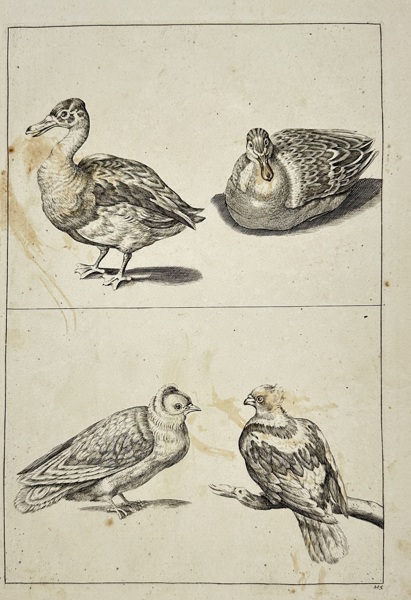 Frederick de Wit (1629–1706) – Study of Ducks and Doves – Hand-Colored Copperplate Engraving – Late 17th Century