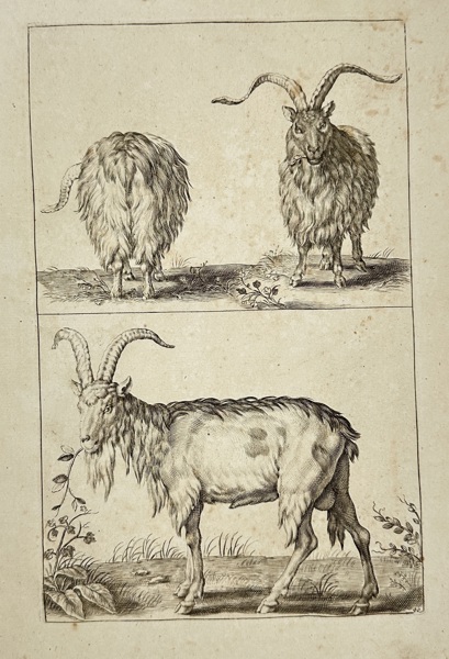 Frederick de Wit (1629–1706) – Studies of Goats and Ibex – Copperplate Engraving – Late 17th Century