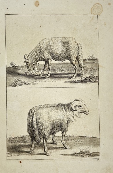 Frederick de Wit (1629–1706) – Studies of Domestic Sheep – Copperplate Engraving – Late 17th Century