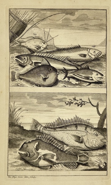 François Valentijn & Christiaan Elliger – Tropical Fish from the Moluccas – Copperplate Engraving – 1724