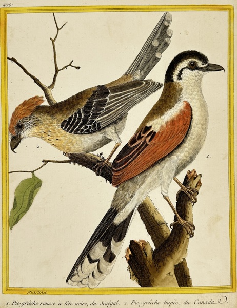 François-Nicolas Martinet – Two Shrikes: Senegal and Canada – Hand-Colored Engraving – 18th Century