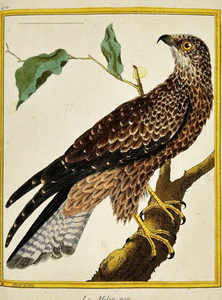 François-Nicolas Martinet – Le Milan noir – Hand-Colored Engraving – 18th Century
