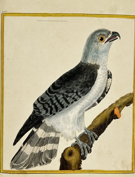 François-Nicolas Martinet – Petit Autour de Cayenne – Hand-Colored Engraving – 18th Century