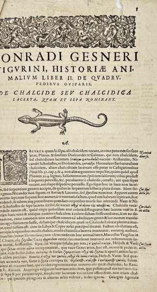 Conrad Gessner (1516–1565) – History of Animals Book II: Of Oviparous Quadrupeds – Woodcut (1554)