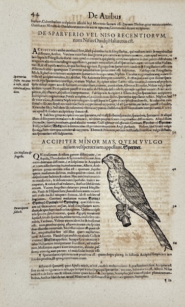 Conrad Gessner (1516–1565) – On the Sparrowhawk: From History of Animals Book III: On Birds – Woodcut (1555)