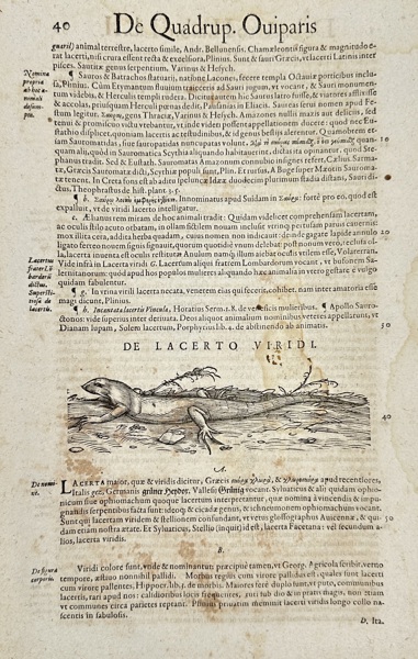 Conrad Gessner (1516–1565) – On the Green Lizard from History of Animals Book II: Of Oviparous Quadrupeds – Woodcut (1554)