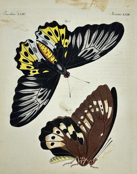 Friedrich Justin Bertuch (1747–1822) – Two Butterflies from Picture Book for Children – Hand-colored Engraving (1810)