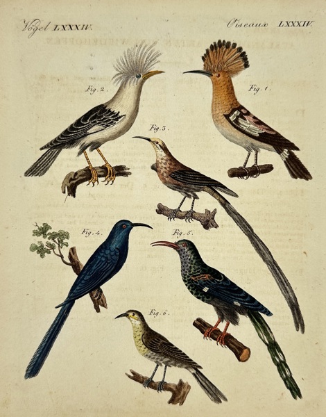 Friedrich Justin Bertuch (1747–1822) – Various Birds from Picture Book for Children – Hand-colored Engraving (circa 1810)