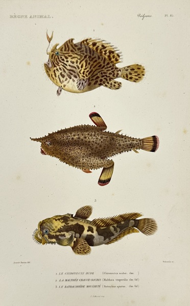 Georges Cuvier (1769–1832) – Footed Fish (Anglerfish) from The Animal Kingdom – Hand-colored Engraving (1817-1830)