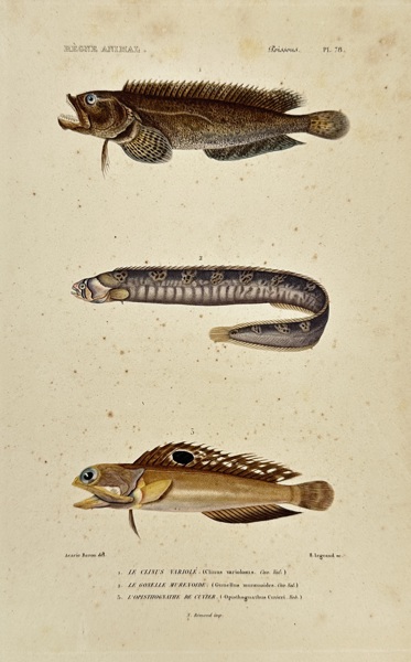 Georges Cuvier (1769–1832) – Various Fish from The Animal Kingdom – Hand-colored Engraving (1817-1830)