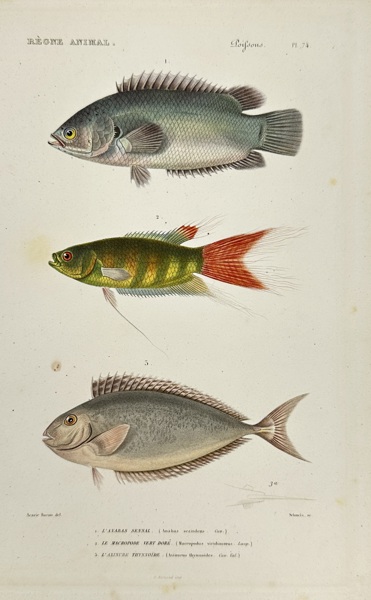 Georges Cuvier (1769–1832) – Various Fish (Plate 71) from The Animal Kingdom – Hand-colored Engraving (1817-1830)