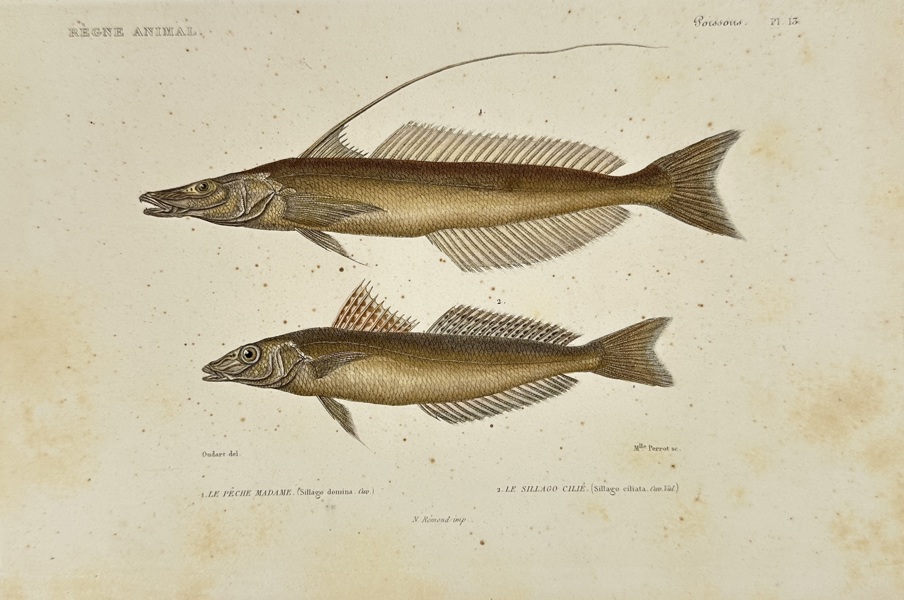 Georges Cuvier (1769–1832) – Various Fish (Plate 72) from The Animal Kingdom – Hand-colored Engraving (1817-1830)