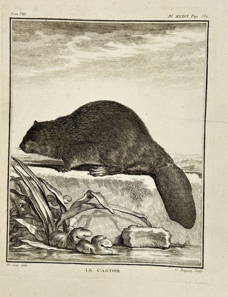Claude Baquoy (1689–1777) after Jacques de Sève (fl. 1742–1788) – Le Castor (The Beaver) from Buffon's Histoire Naturelle – Engraving (1760)