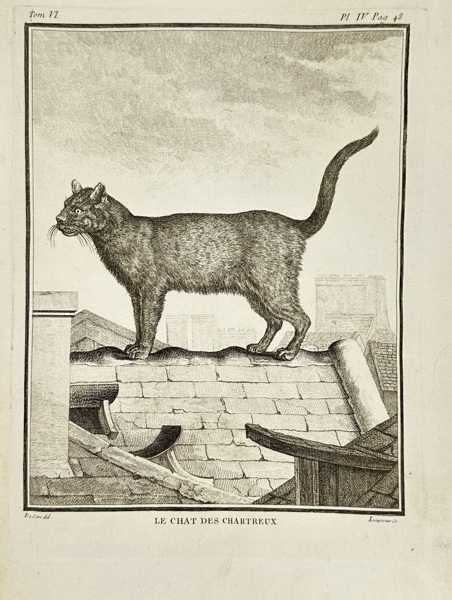 Madeleine-Adélaïde Aubert (fl. 1761–1772) after Jacques de Sève (fl. 1742–1788) – Le Chat des Chartreux (The Chartreux Cat) from Buffon's Histoire Naturelle – Engraving (1758)