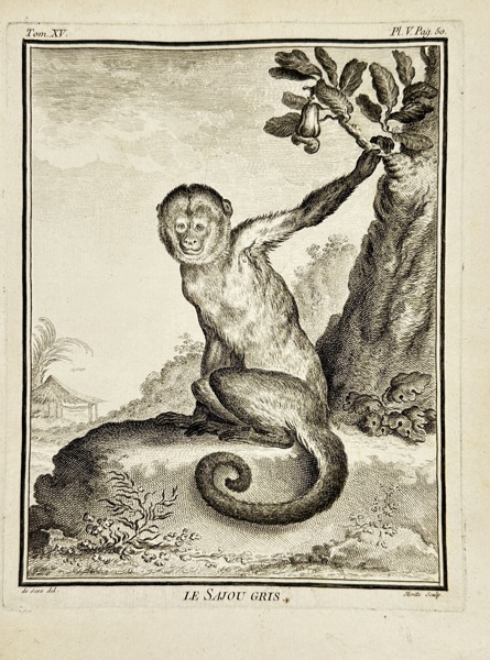 Madeleine-Adélaïde Aubert (fl. 1761–1772) after Jacques de Sève (fl. 1742–1788) – Le Sajou Gris (The Grey Saijou) from Buffon's Histoire Naturelle – Engraving (1767)