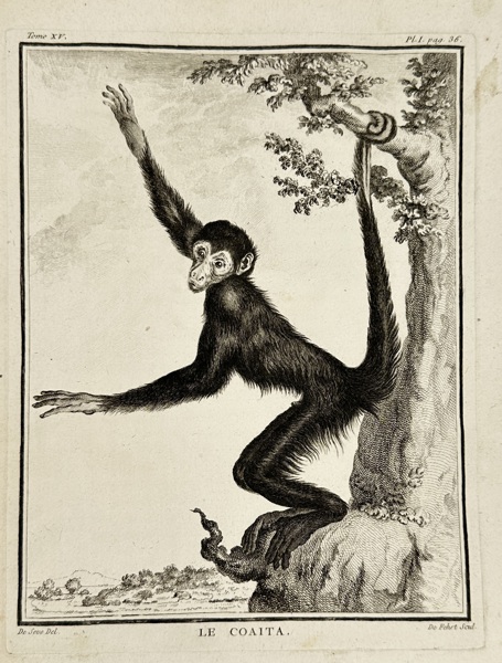 Jean-Jacques Le Veau (1729–1786) after Jacques de Sève (fl. 1742–1788) – Le Coaita (The Coaita) from Buffon's Histoire Naturelle – Engraving (1767)