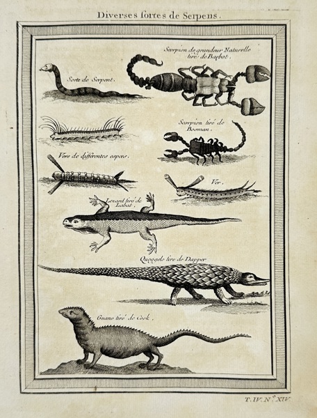 Jacobus Schley (1710–1770) after Antoine François Prévost (1697–1763) – Diverse Sorts of Serpents – Engraving (1748)