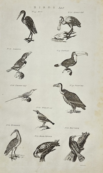 Isaac Taylor (1730–1807) – Birds Table – Engraving (circa 1780)