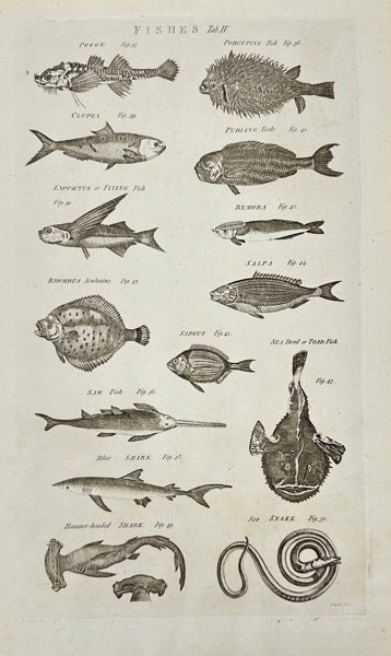 Isaac Taylor (1730–1807) – Fishes Table II – Engraving (circa 1780)